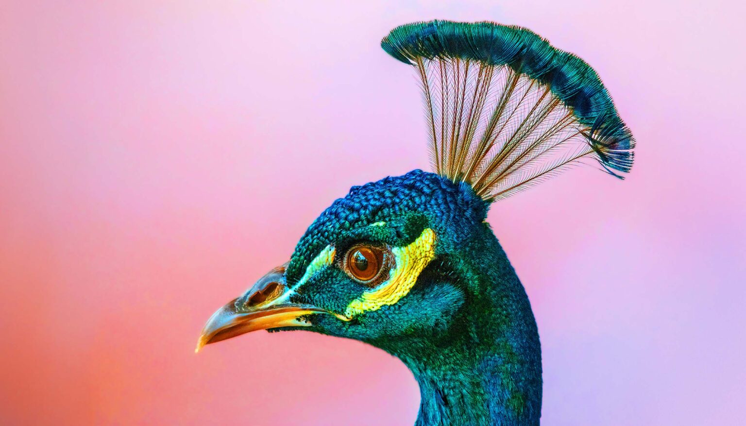A vibrantly colored bird.